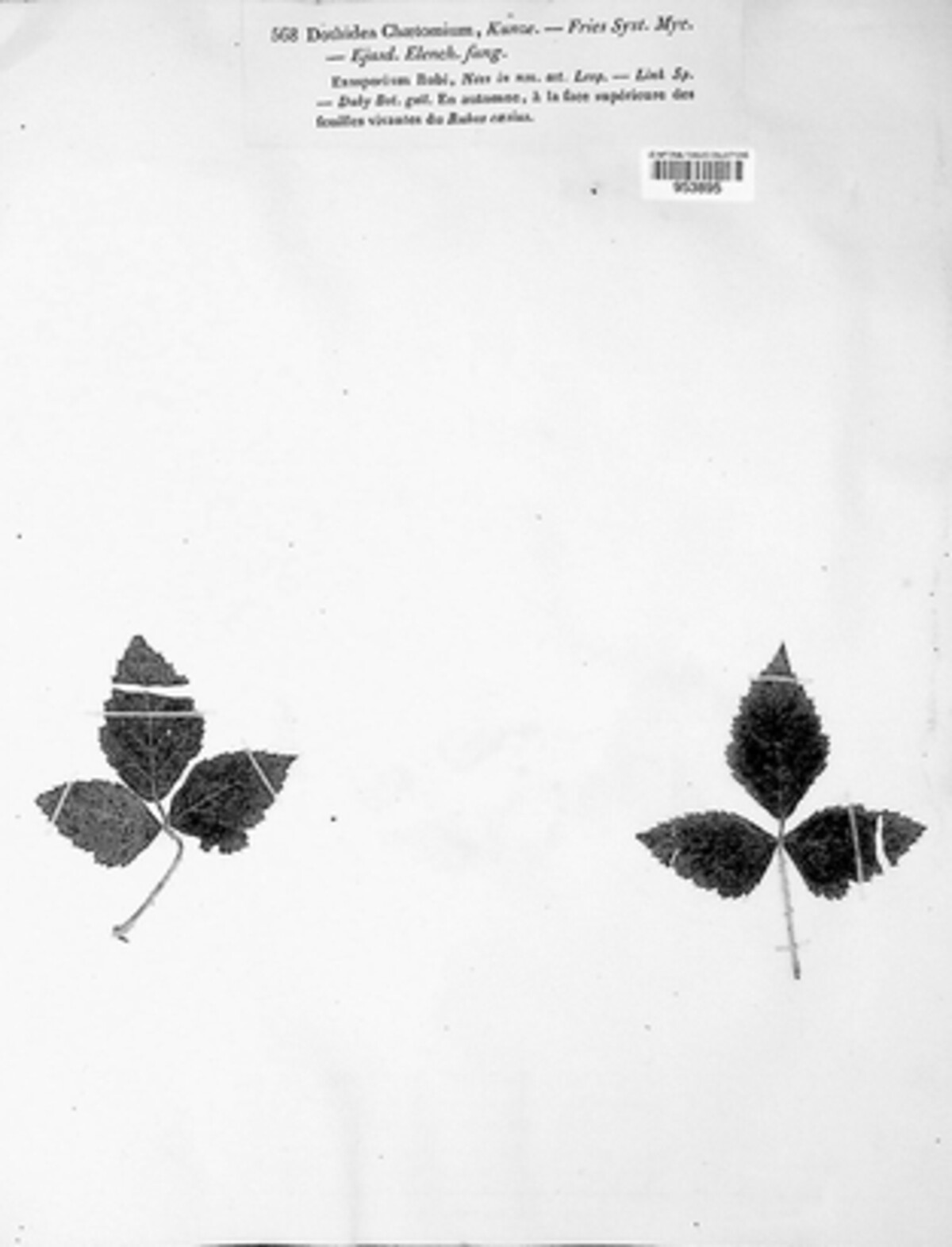 Coleroa chaetomium image